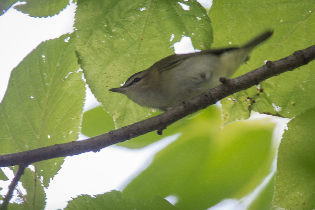 Red-eyed Vireo - Dan Lory