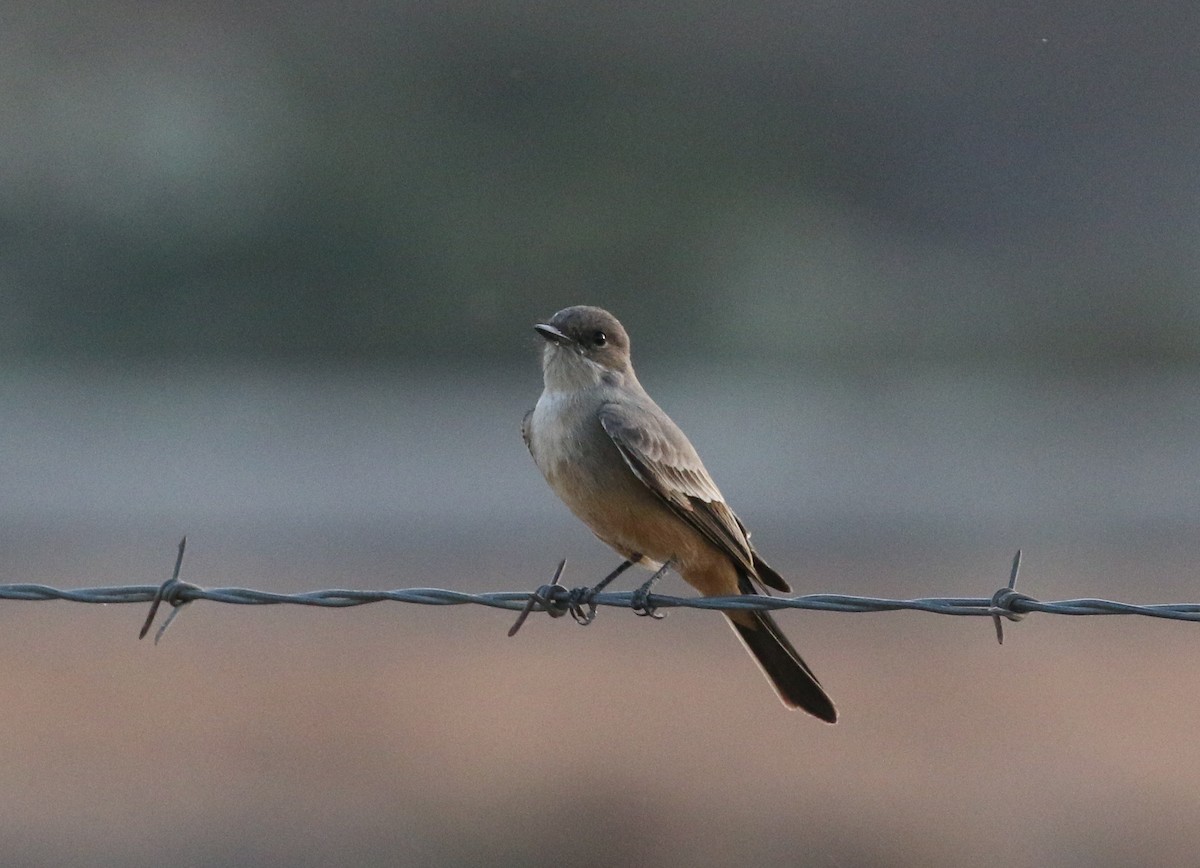 Say's Phoebe - Pair of Wing-Nuts