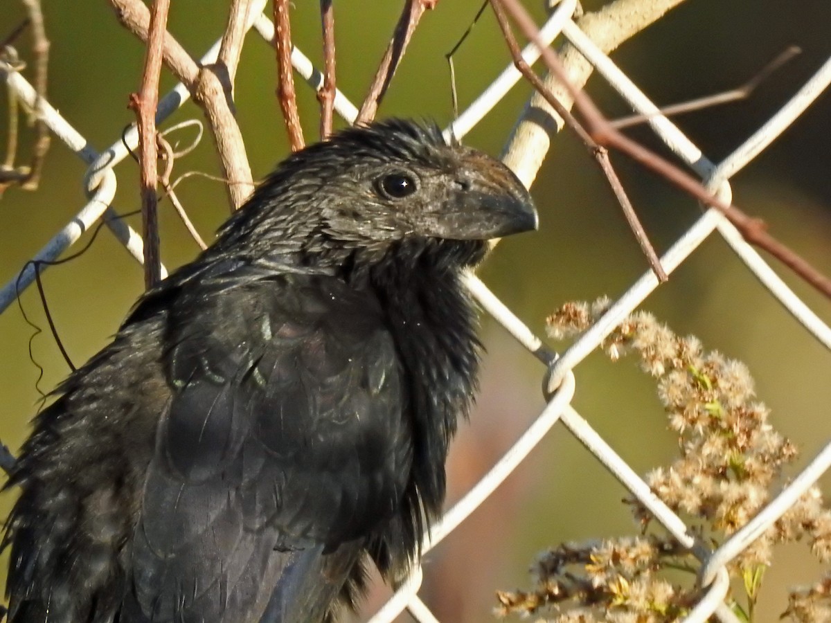 Groove-billed Ani - Lucy Jacobson