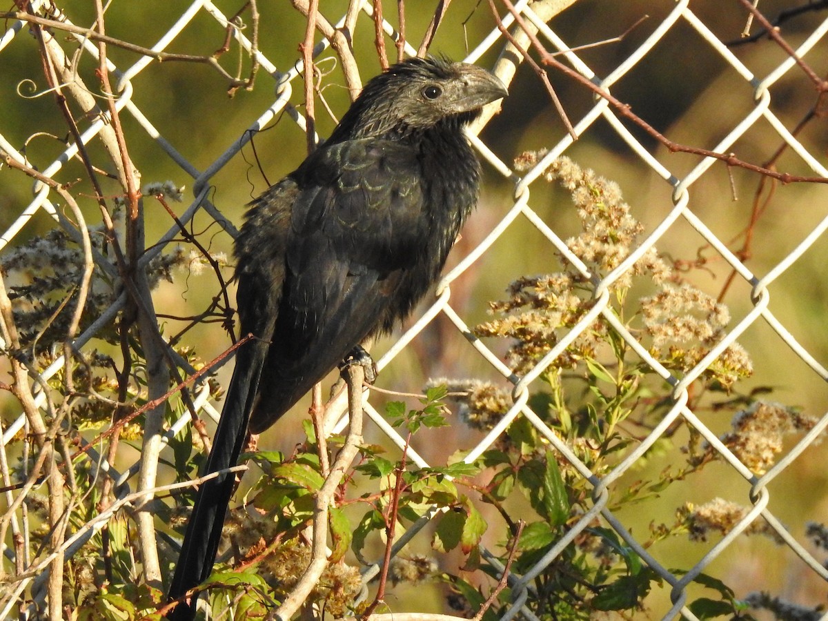 Groove-billed Ani - Lucy Jacobson