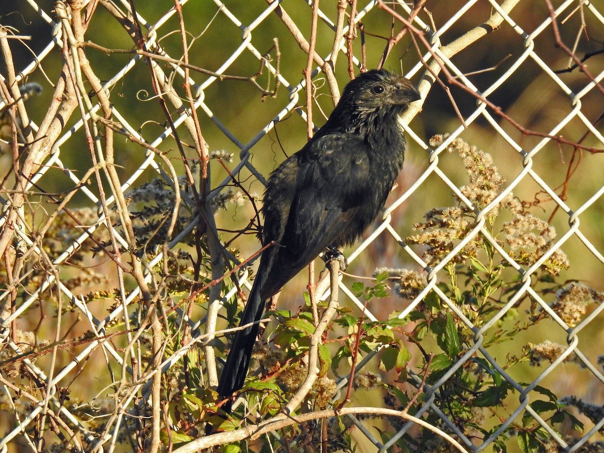 Groove-billed Ani - Lucy Jacobson