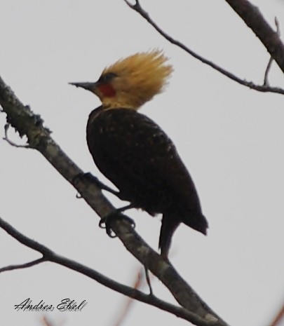 Pale-crested Woodpecker - andres ebel