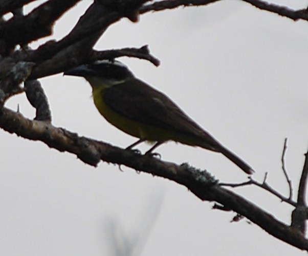 Boat-billed Flycatcher - andres ebel