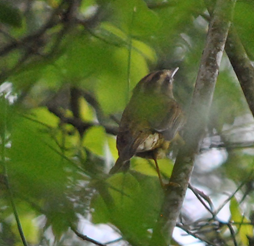 Golden-crowned Warbler - ML123706351