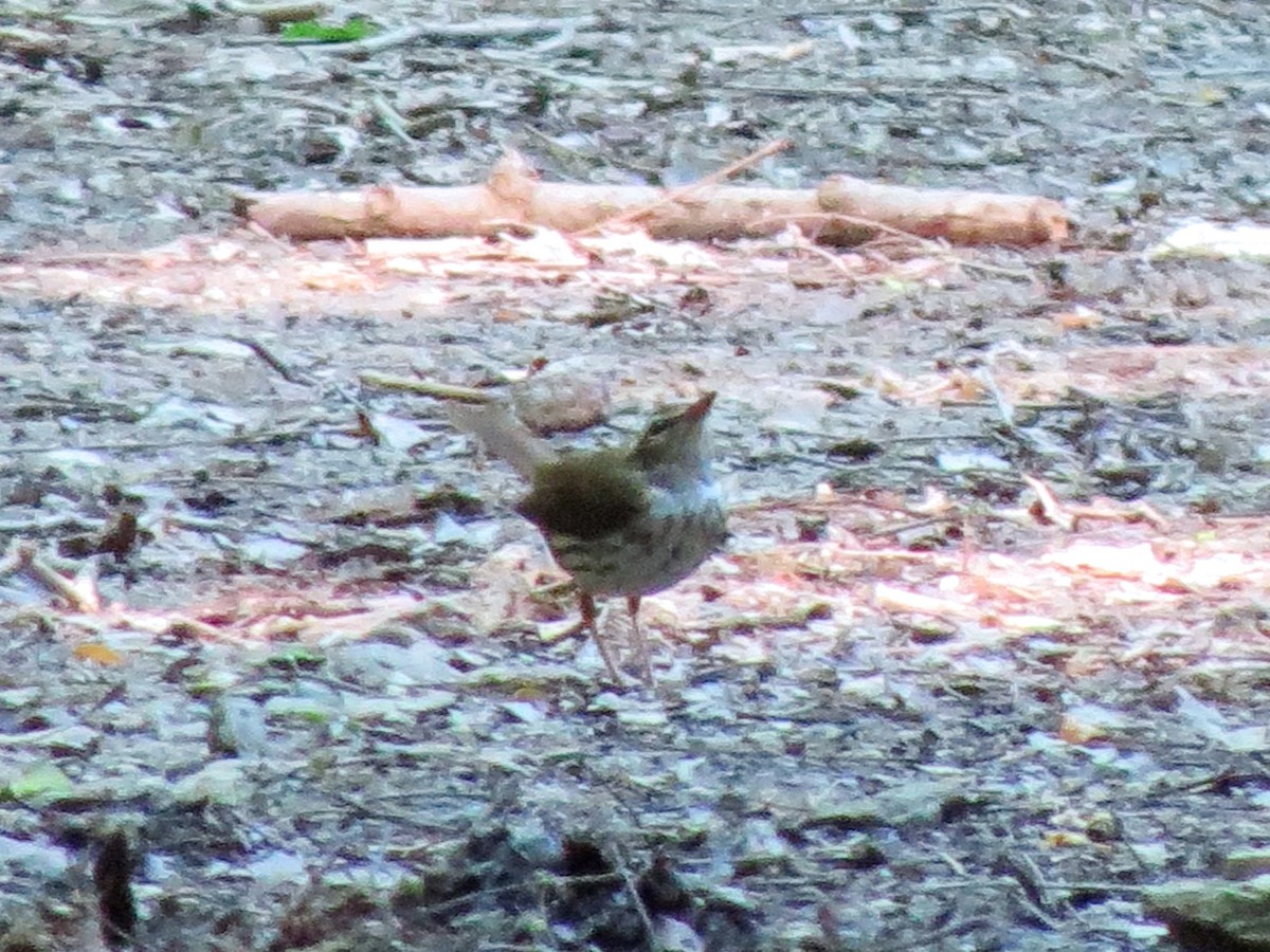 Louisiana Waterthrush - ML123708221