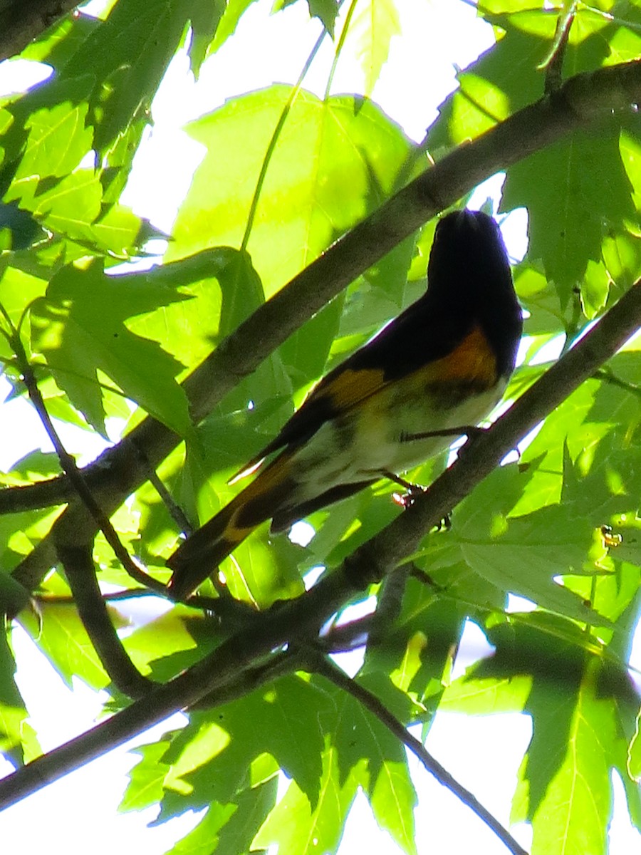 American Redstart - Alex Eberts