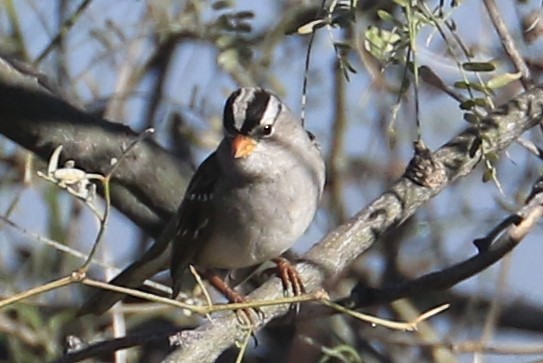 White-crowned Sparrow - Jennifer Allison