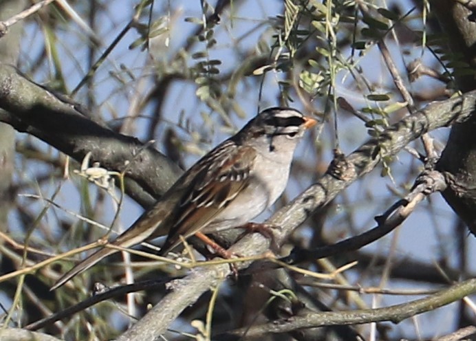 White-crowned Sparrow - Jennifer Allison