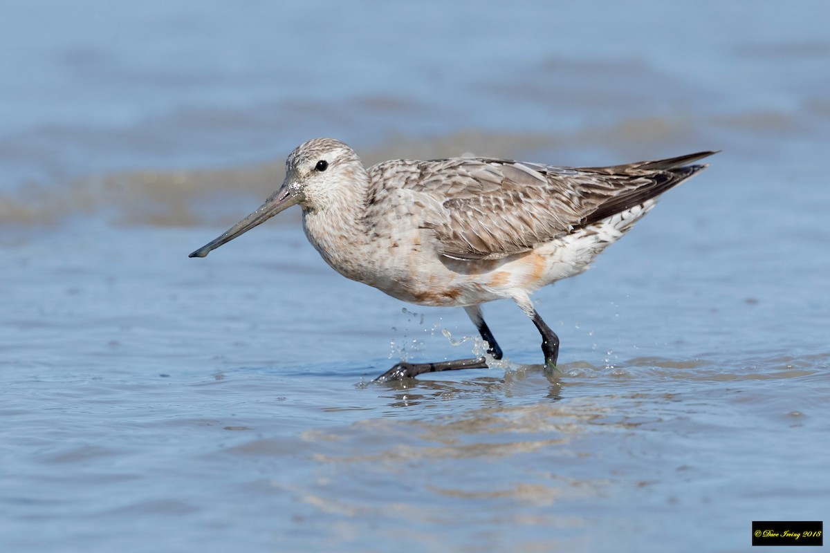 Bar-tailed Godwit - David Irving