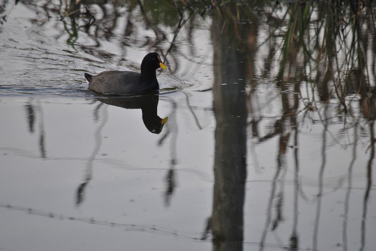 Red-gartered Coot - ML123711131