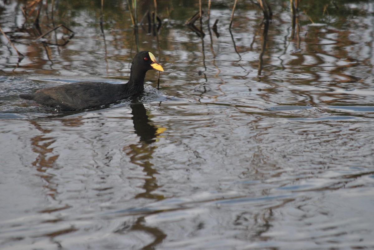 Red-gartered Coot - ML123711141
