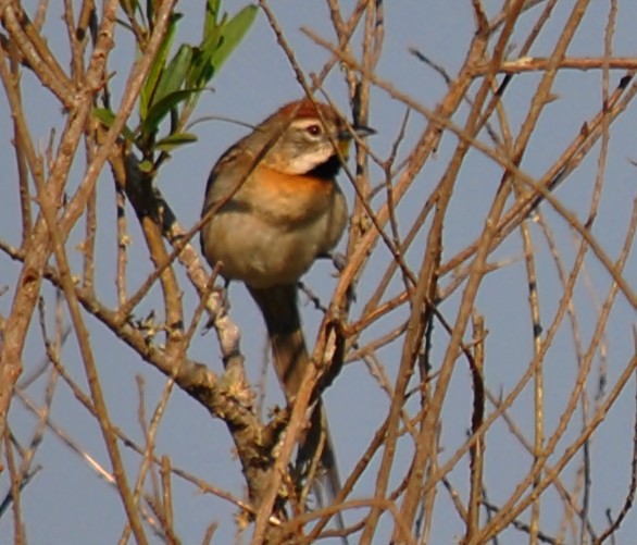 Chotoy Spinetail - andres ebel