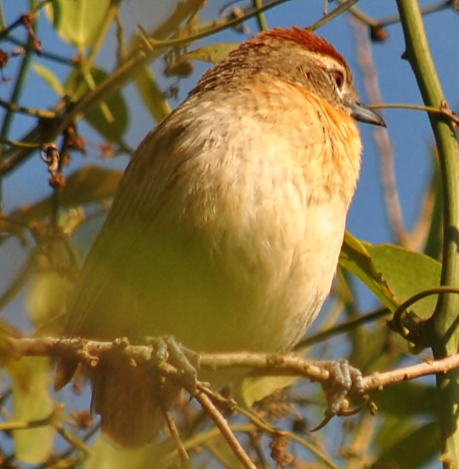 Chotoy Spinetail - andres ebel