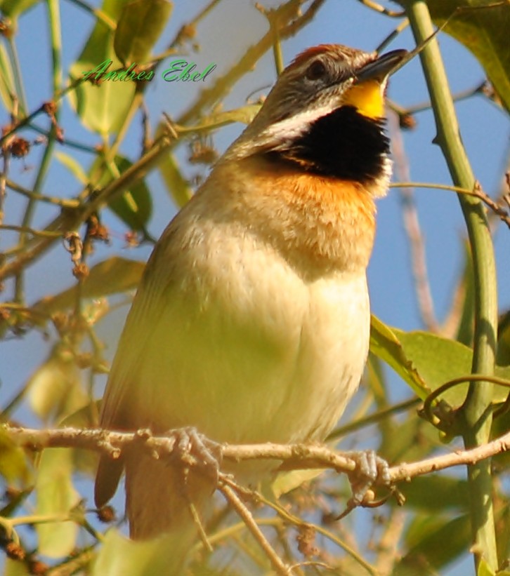 Chotoy Spinetail - andres ebel