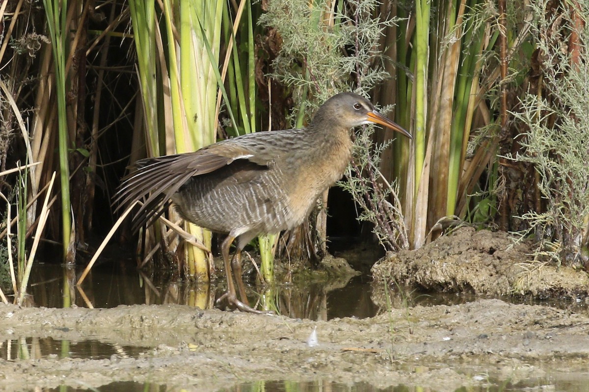 chřástal kalifornský (ssp. yumanensis) - ML123713891