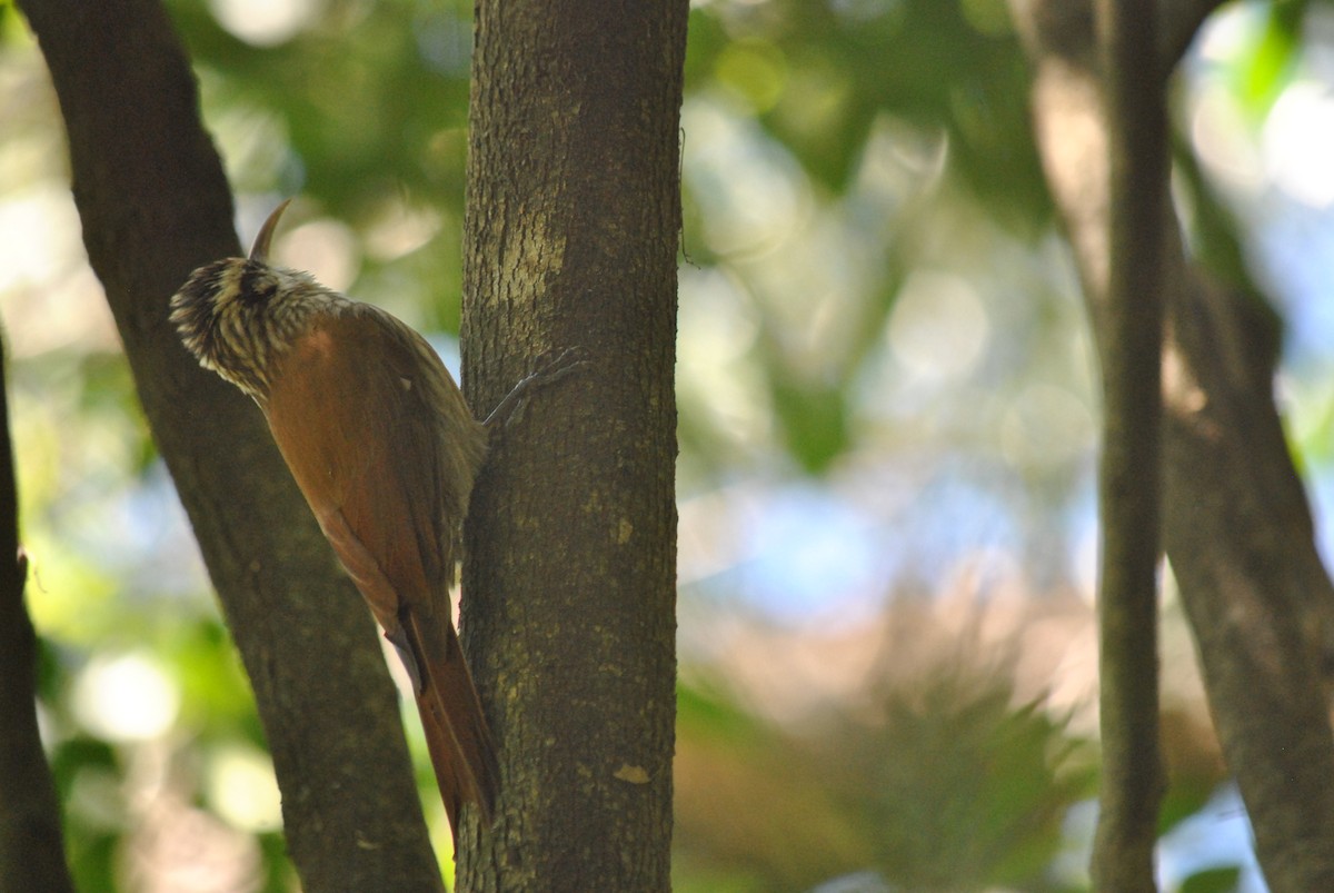 Narrow-billed Woodcreeper - andres ebel