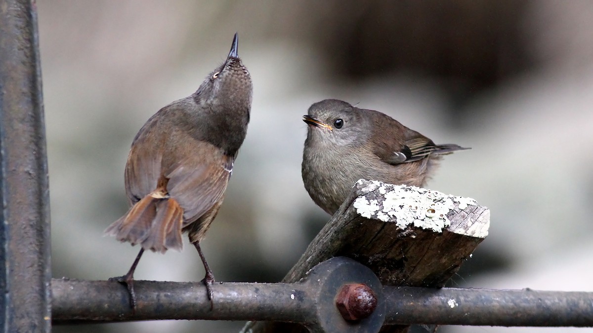 Tasmanian Scrubwren - ML123719061