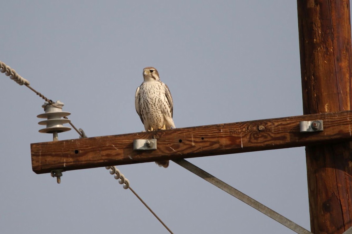 Prairie Falcon - ML123720661