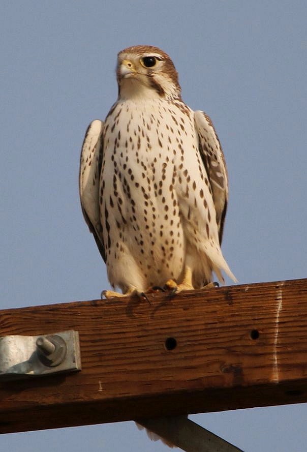 Prairie Falcon - ML123720671