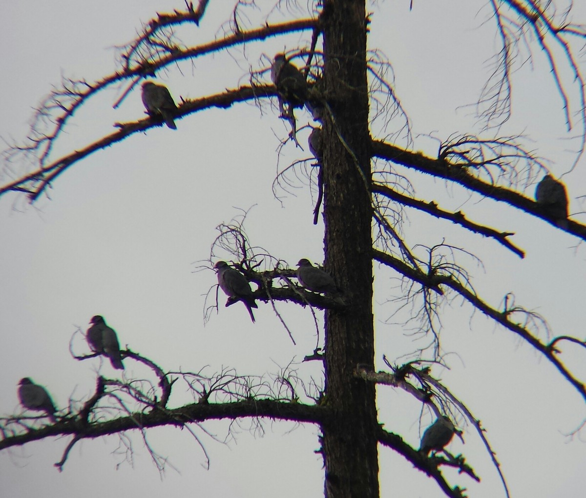 Band-tailed Pigeon - ML123722201