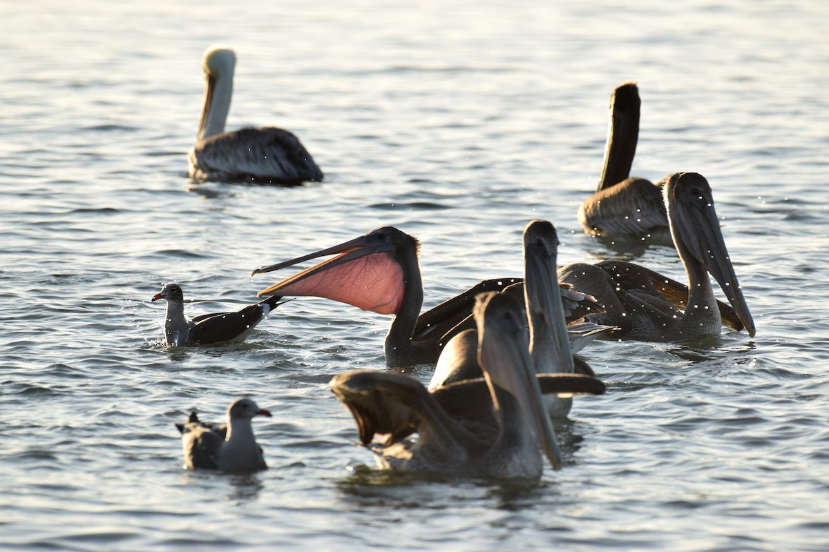 Brown Pelican - Ryan O'Donnell