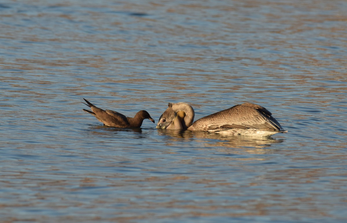 Brown Pelican - ML123723051