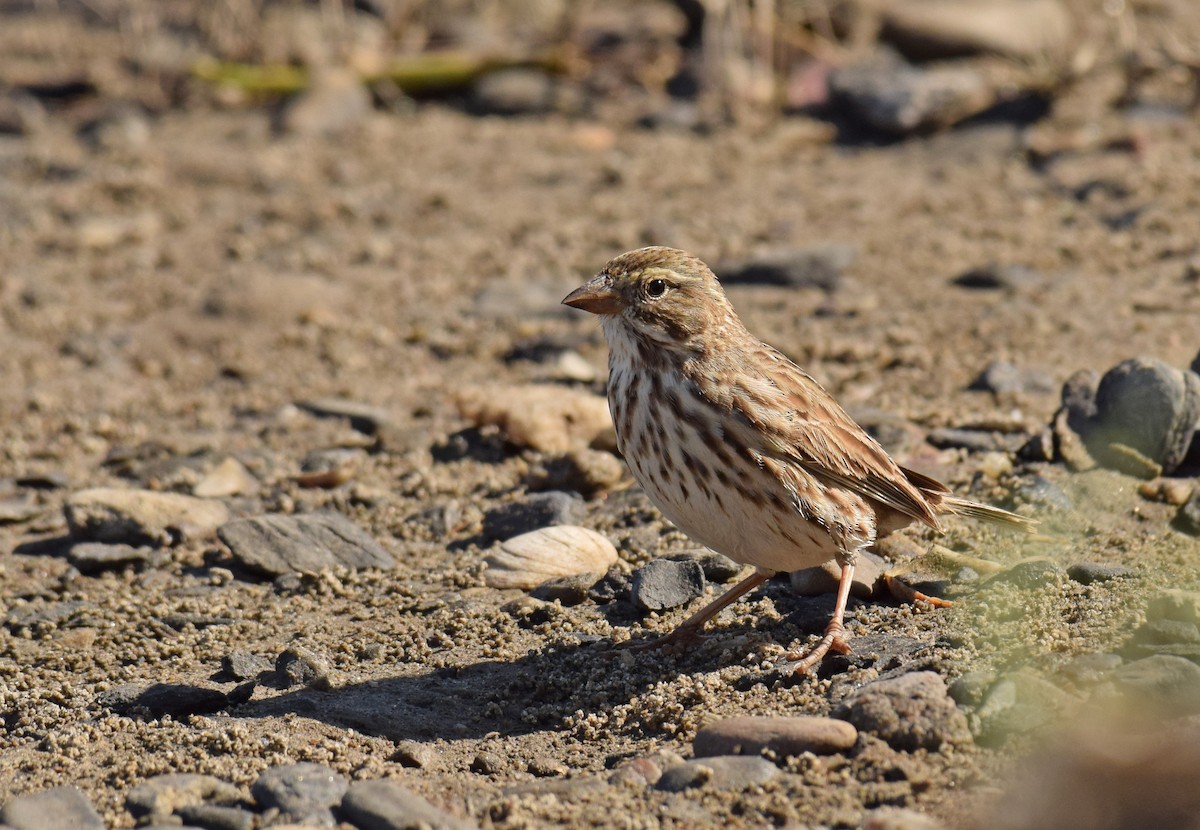 Bruant des prés (rostratus/atratus) - ML123723521