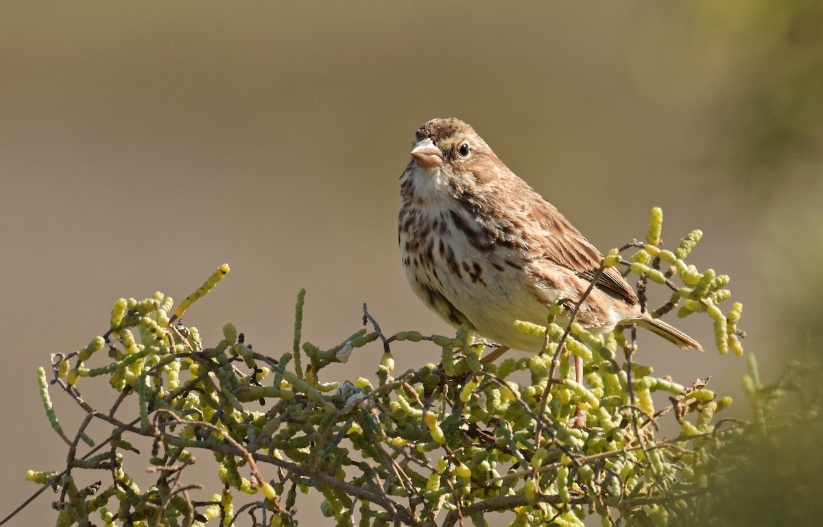 Savannah Sparrow (Large-billed) - Ryan O'Donnell