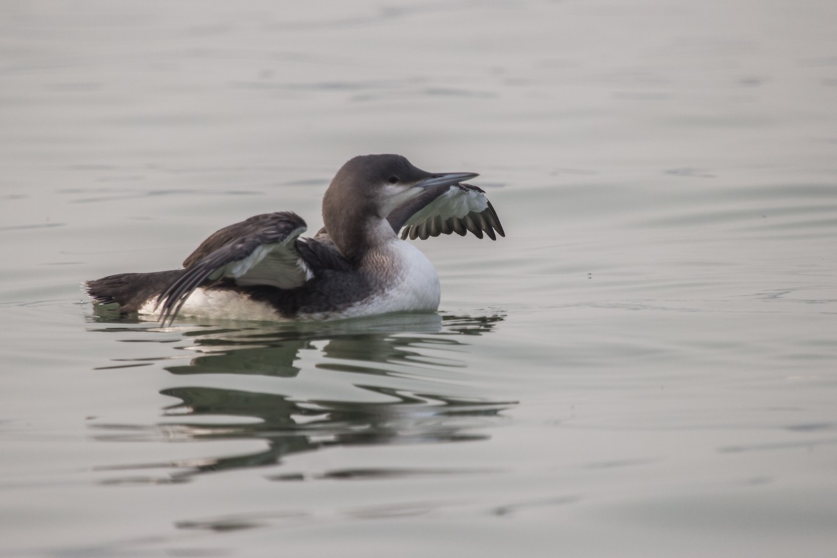 Arctic Loon - Ramit Singal