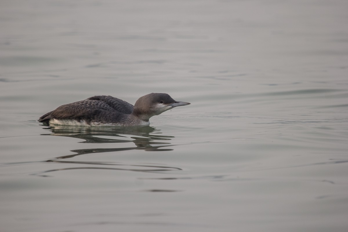 Arctic Loon - Ramit Singal