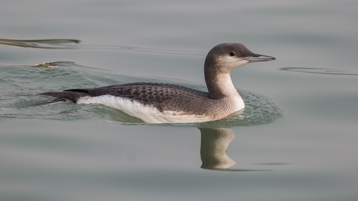 Arctic Loon - Ramit Singal