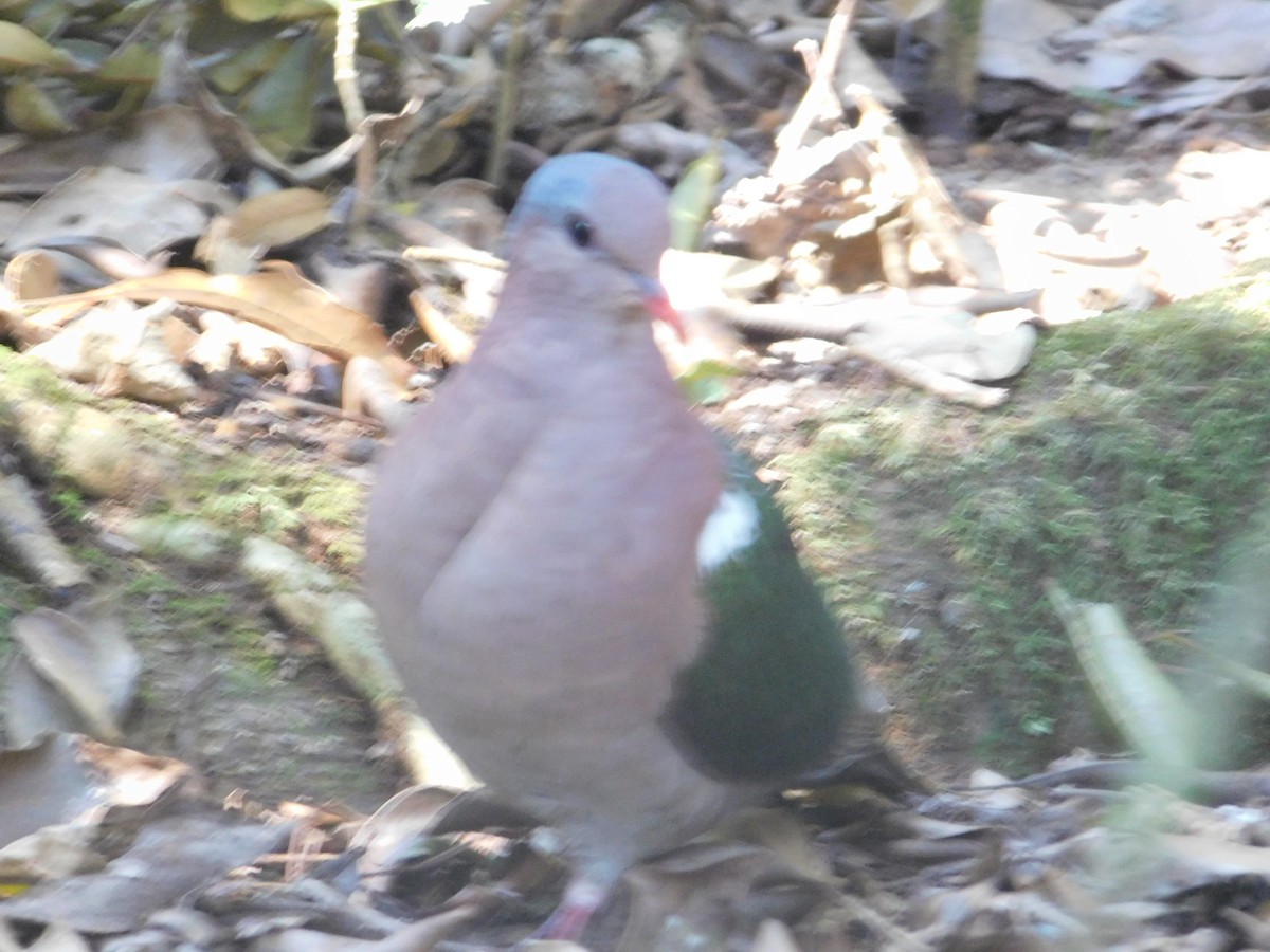 Pacific Emerald Dove - ML123725221