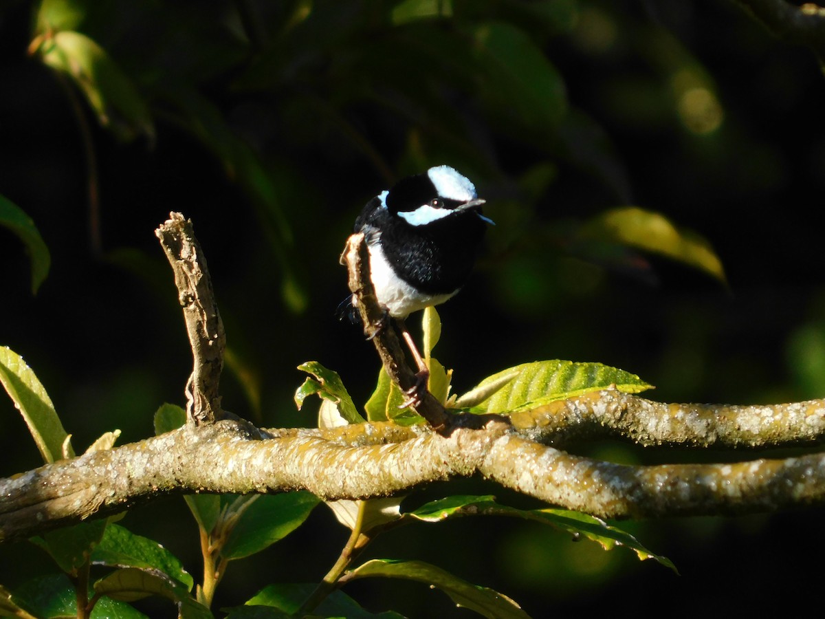Superb Fairywren - ML123725351