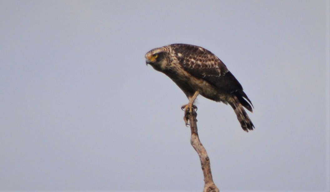 Crested Serpent-Eagle - ML123729231