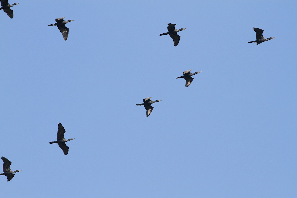 Indian Cormorant - ML123729271