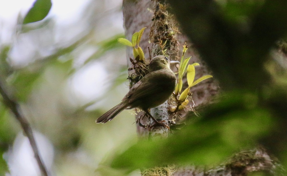 Long-billed Bernieria - Krista Oswald