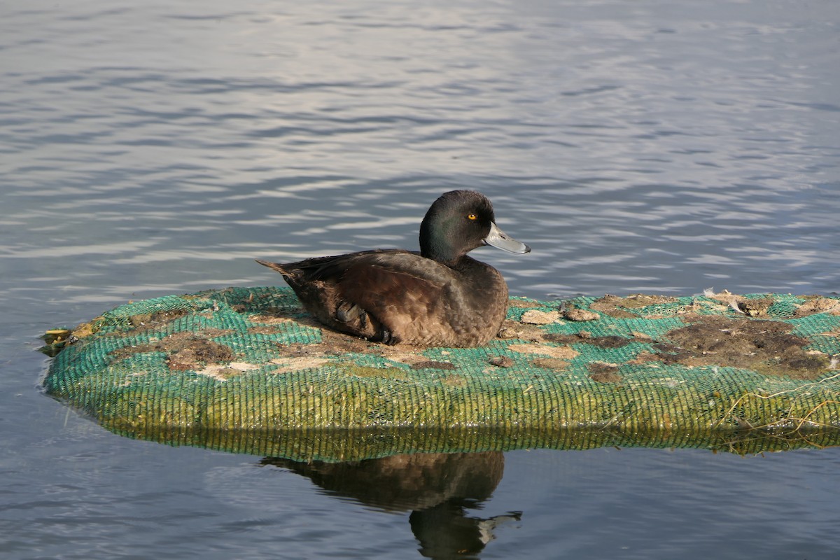 New Zealand Scaup - ML123730221