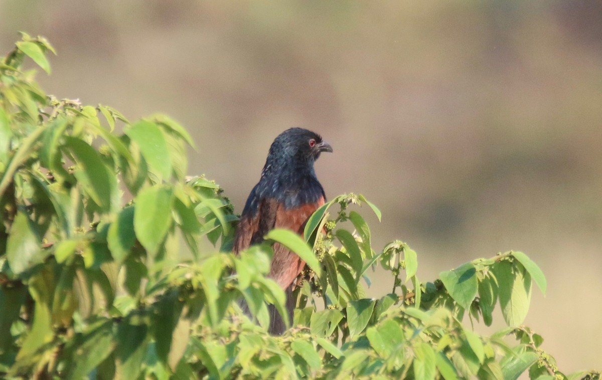 Malagasy Coucal - ML123731071