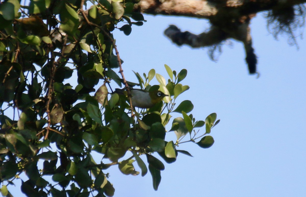 Madagaskarbrillenvogel - ML123731381