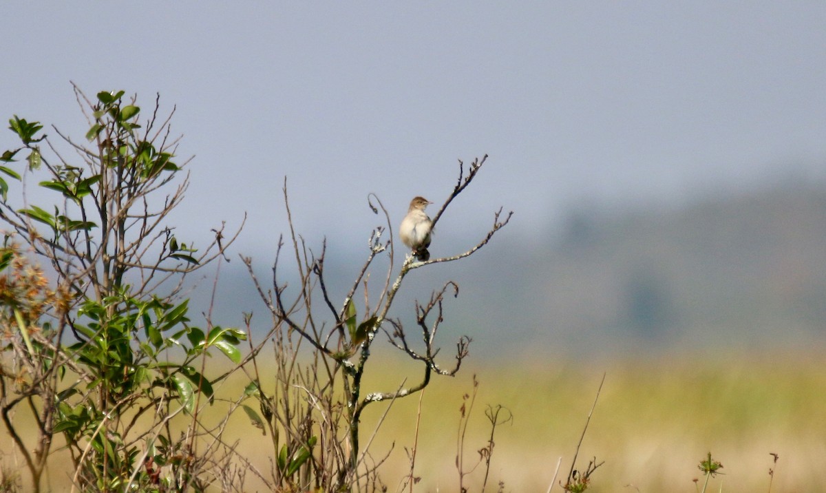 Madagascar Cisticola - ML123731481