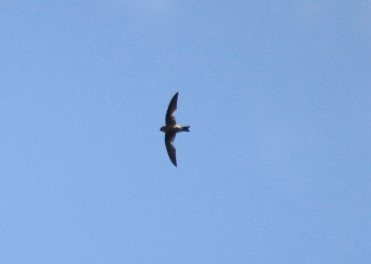 Madagascar Spinetail - ML123731911