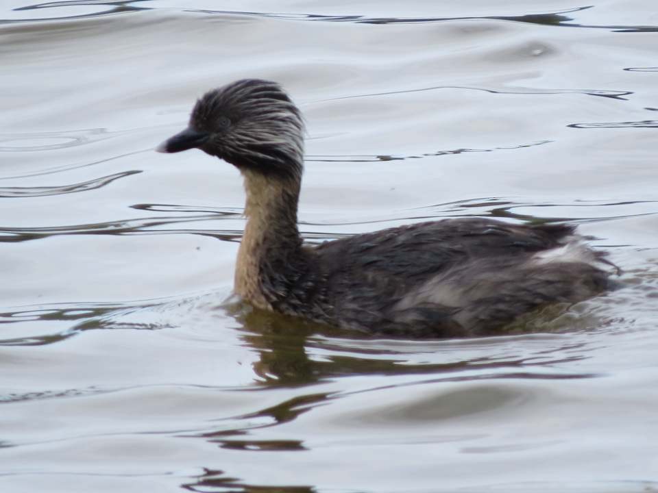 Haarschopftaucher - ML123732861