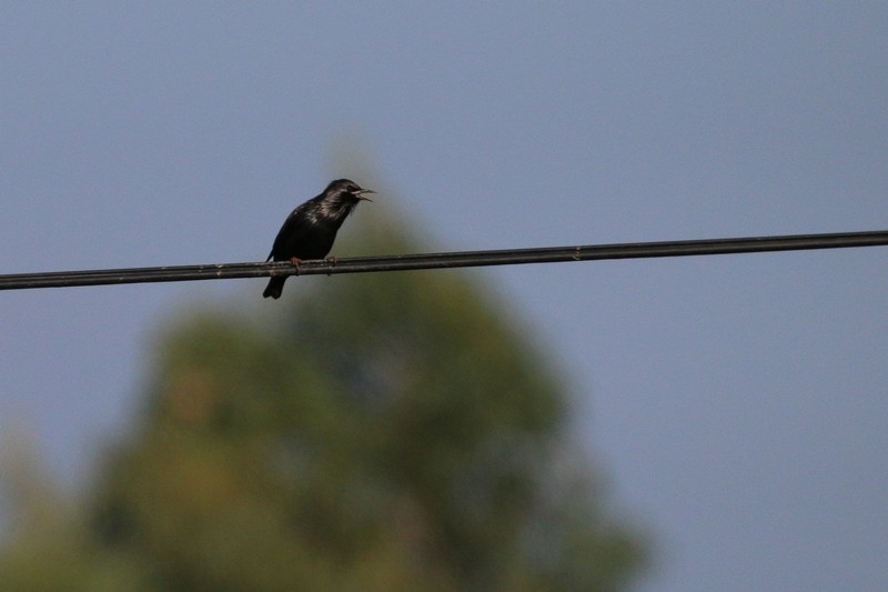 Spotless Starling - Luis Ferreira