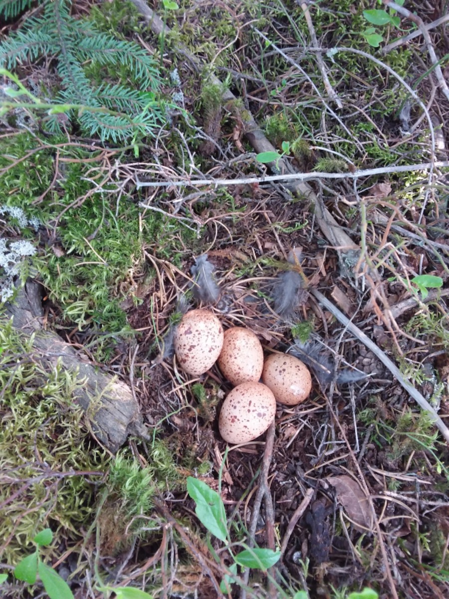 Spruce Grouse (Spruce) - ML123742251