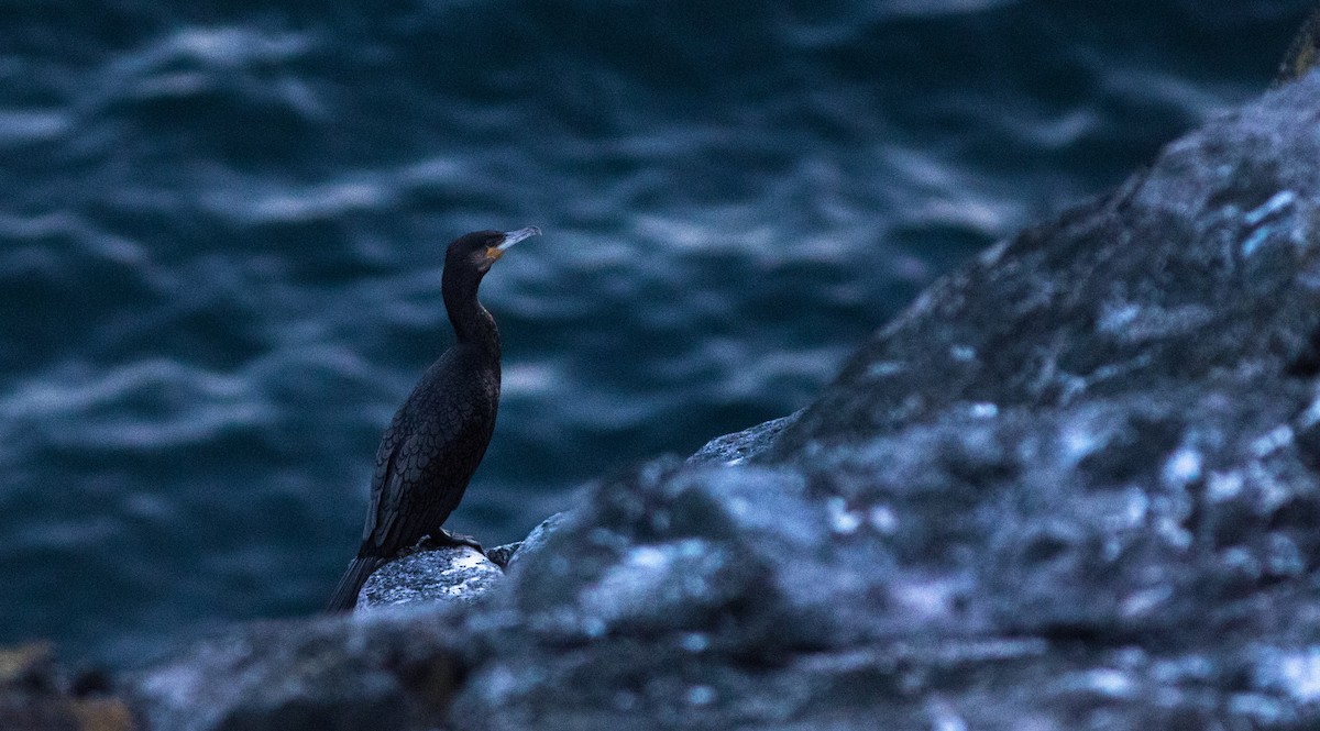 Cormorán Grande - ML123745891