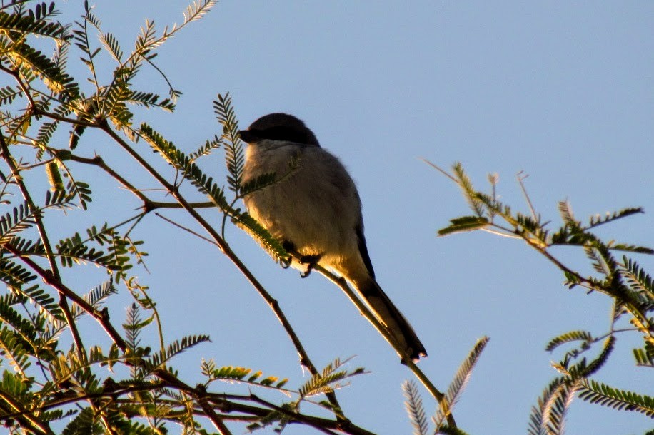 Loggerhead Shrike - ML123746641