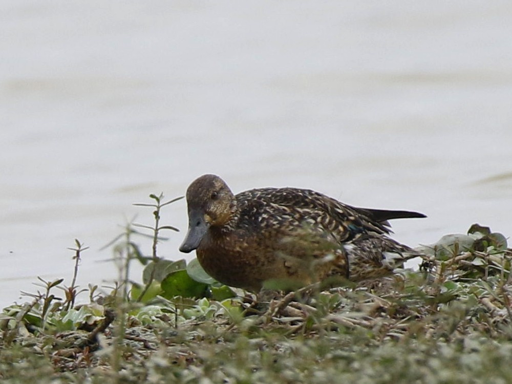 Green-winged Teal - ML123747421