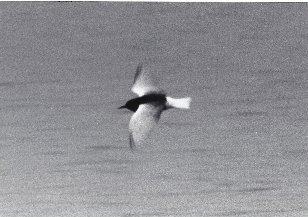 White-winged Tern - Alan Wormington