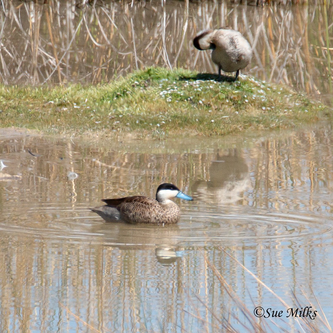 Puna Teal - ML123749611