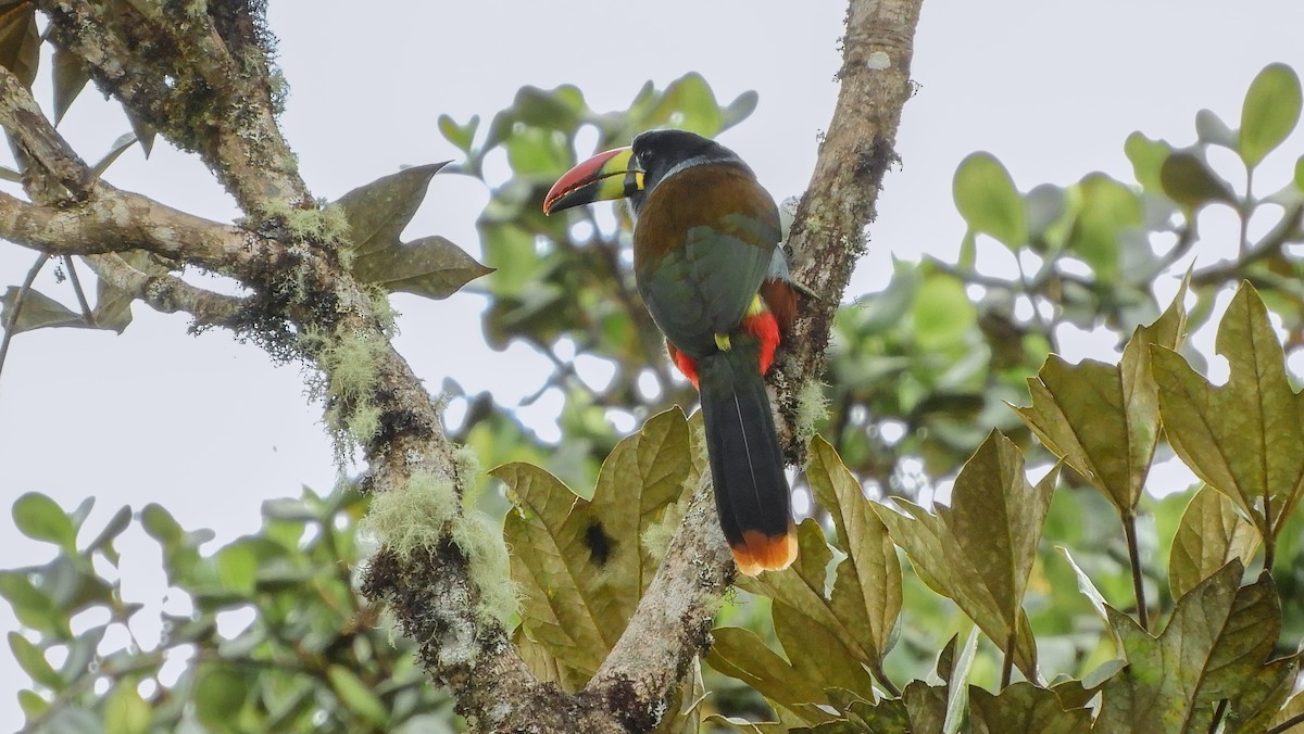 Gray-breasted Mountain-Toucan - ML123751141